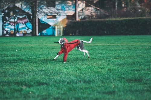 狗在草地上奔跑的照片 · 免费素材图片