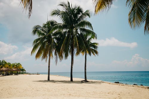 白天在海滩上的椰子树 · 免费素材图片