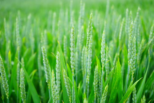 绿色麦田 · 免费素材图片