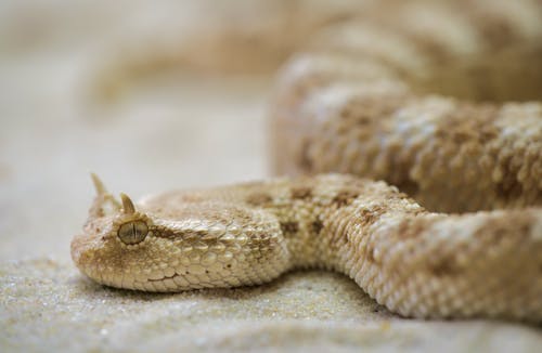 白棕蛇 · 免费素材图片