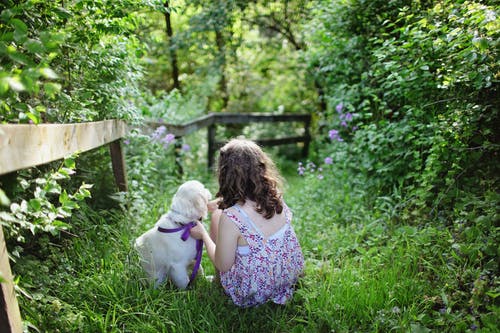 女孩和小狗坐在白天包围着灌木的绿草上 · 免费素材图片