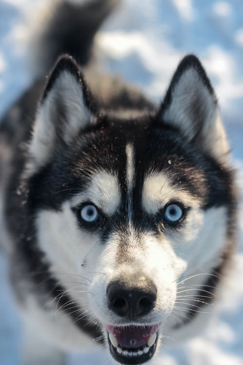 雪覆盖地面上的白色和黑色西伯利亚哈士奇犬 · 免费素材图片