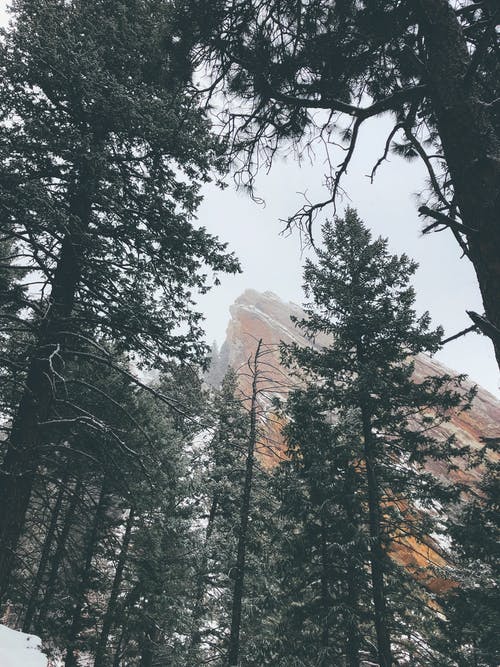 山附近的绿树 · 免费素材图片