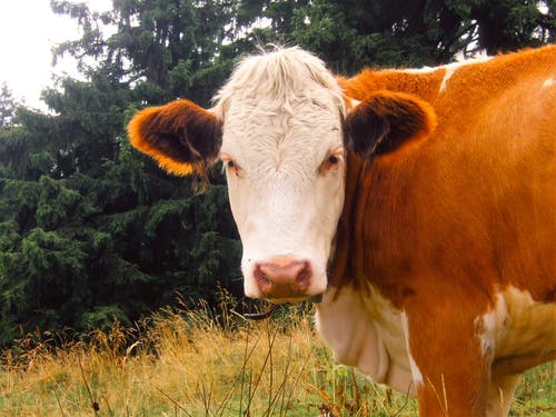 棕色和白色牛 · 免费素材图片