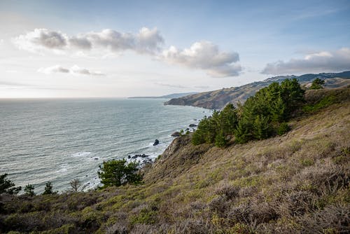 海边的绿色植物 · 免费素材图片