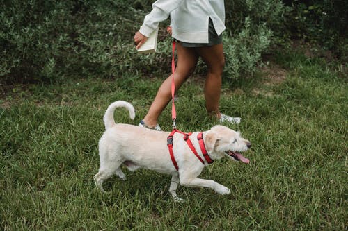 作物与可爱的小狗散步的女人 · 免费素材图片