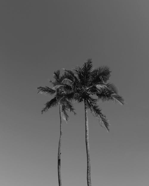 有关bw, 华丽的, 国家的免费素材图片