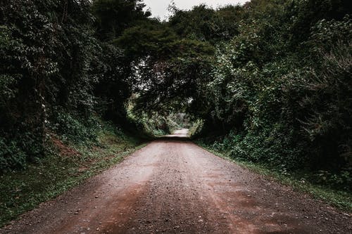 树木之间的土路 · 免费素材图片