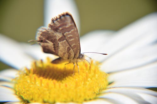 棕色蝴蝶在黄色花瓣花特写照片上 · 免费素材图片