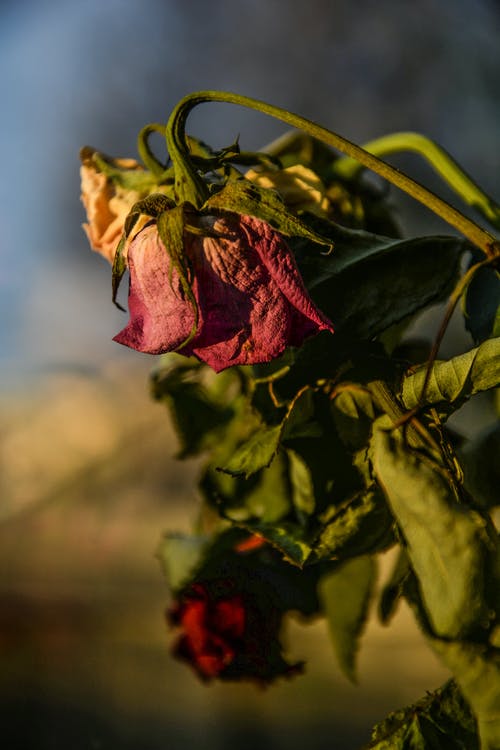 白天红色凋谢的玫瑰 · 免费素材图片