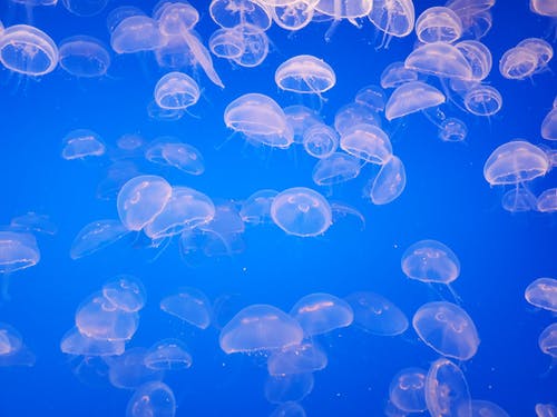 蓝水母在水中 · 免费素材图片
