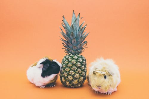 2豚鼠之间的菠萝果实 · 免费素材图片