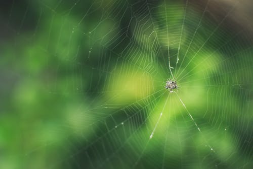 黑蜘蛛 · 免费素材图片