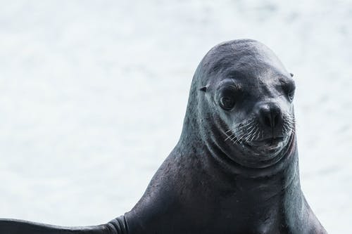 海豹的浅焦点摄影 · 免费素材图片