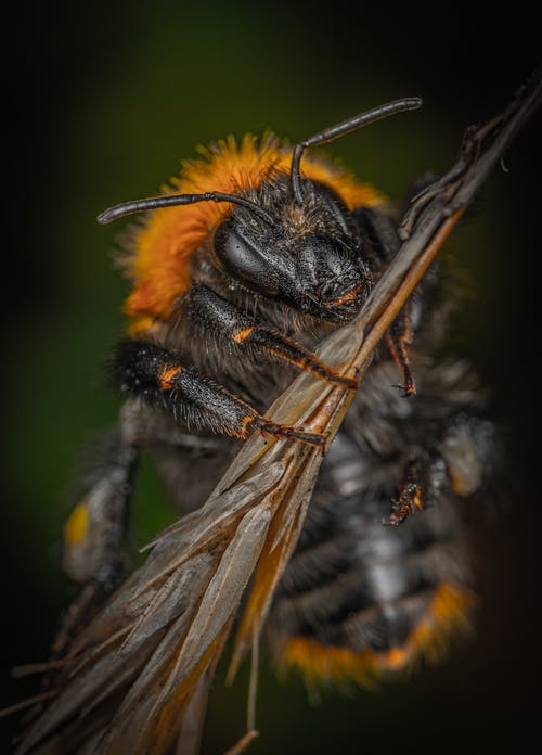 黑色和黄色蜜蜂在棕色的棍子上 · 免费素材图片