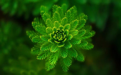 绿叶植物选择性聚焦摄影 · 免费素材图片