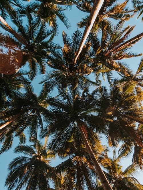 有关低角度拍摄, 垂直拍摄, 天性的免费素材图片