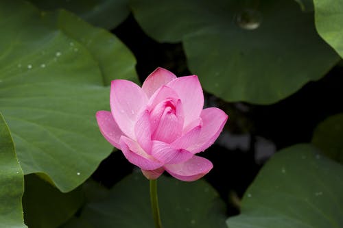盛开的特写摄影中的粉红色莲花 · 免费素材图片