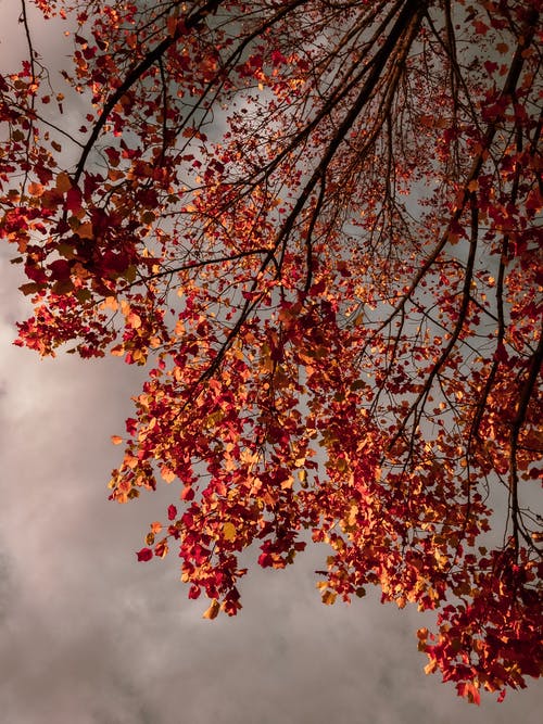 棕色的树叶在多云的天空下的树上 · 免费素材图片