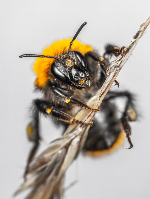 蜜蜂在茎上的特写照片 · 免费素材图片