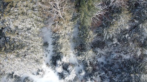 树木在雪地上的鸟瞰图 · 免费素材图片