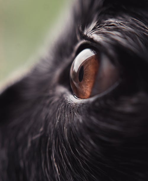 黑色动物之眼 · 免费素材图片