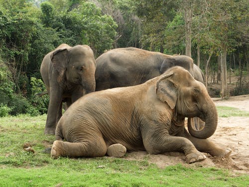 大象坐在地上的照片 · 免费素材图片