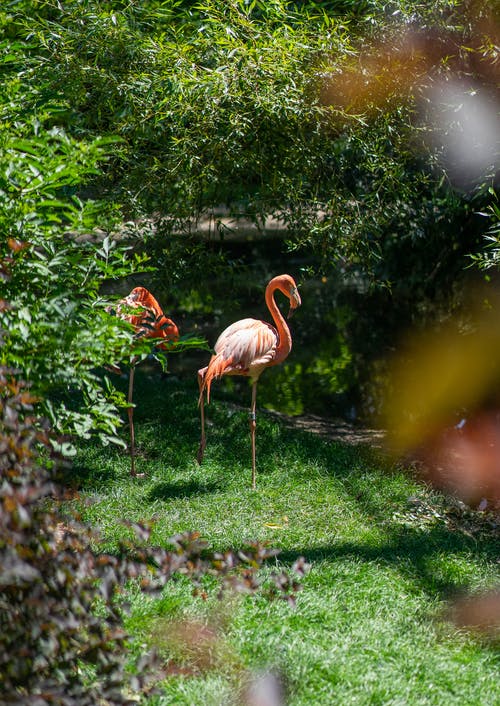 绿草地上的粉红色火烈鸟 · 免费素材图片
