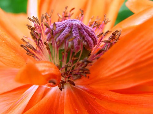 橙色和粉红色的花瓣花 · 免费素材图片