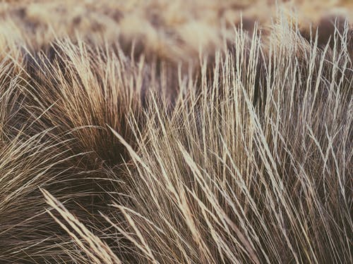 棕色麦田 · 免费素材图片