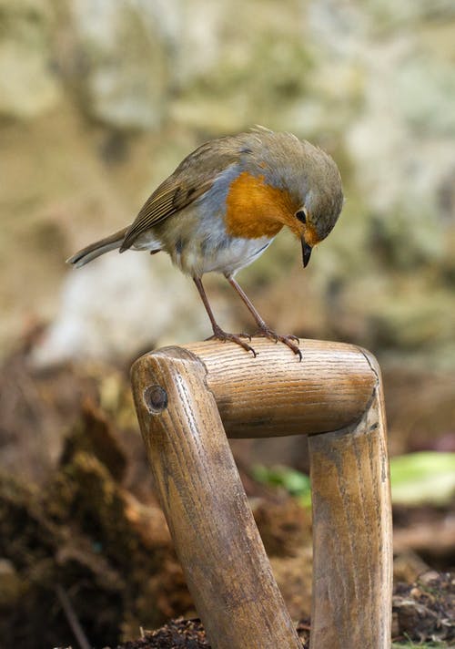 有关erithacus rubecula, 公园, 冷静的免费素材图片