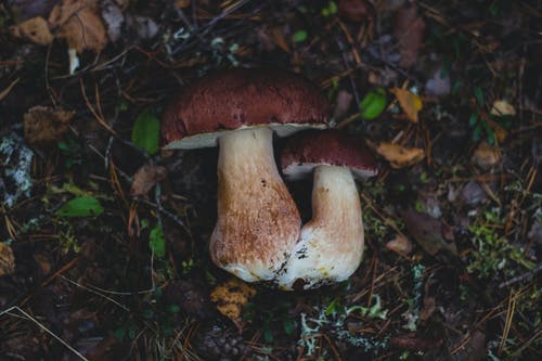 2陆地上的蘑菇 · 免费素材图片