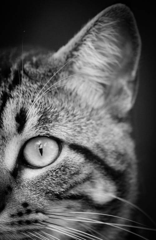虎斑猫的近摄和灰度摄影 · 免费素材图片