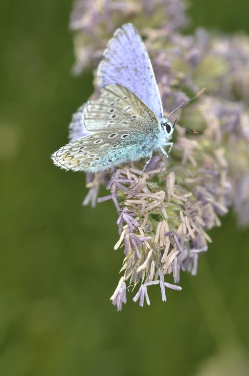 白天，紫色花瓣上的紫色白色蝴蝶 · 免费素材图片