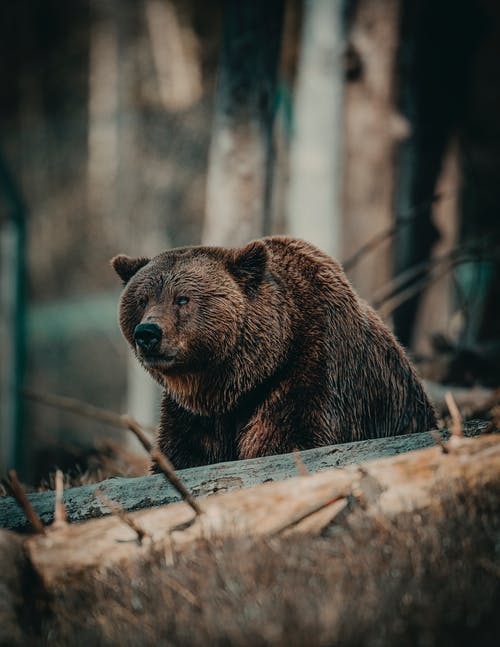 熊的浅焦点照片 · 免费素材图片