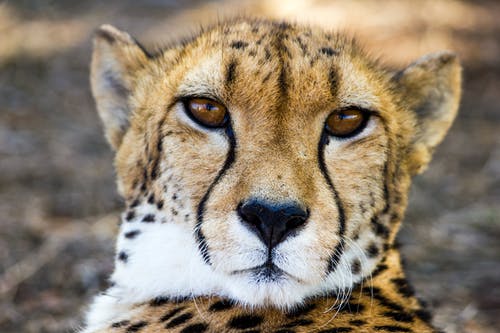 成年猎豹 · 免费素材图片