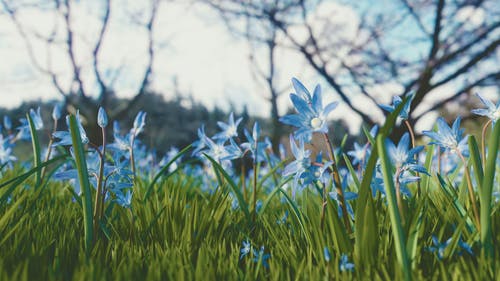 白色和蓝色的天空下的蓝色和白色的花瓣花 · 免费素材图片