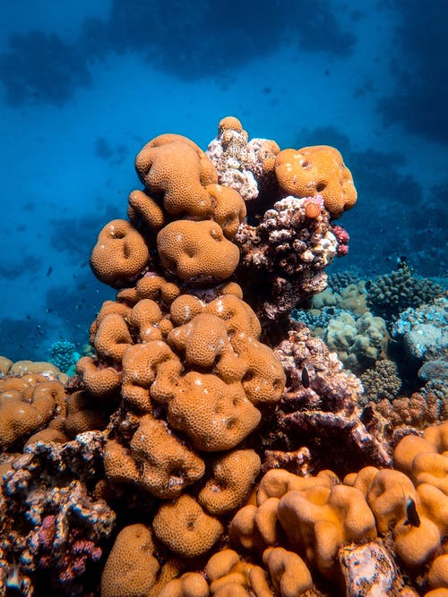 棕色珊瑚礁 · 免费素材图片