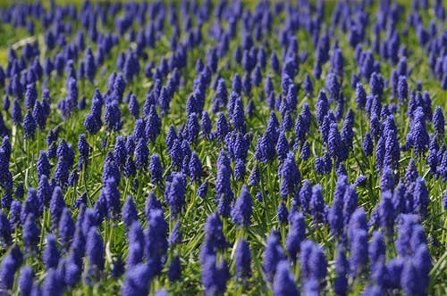 蓝色花的领域 · 免费素材图片