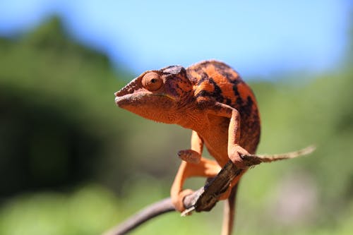 有关动物, 动物摄影, 微距拍摄的免费素材图片