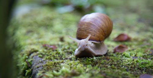 蜗牛的浅焦点摄影 · 免费素材图片