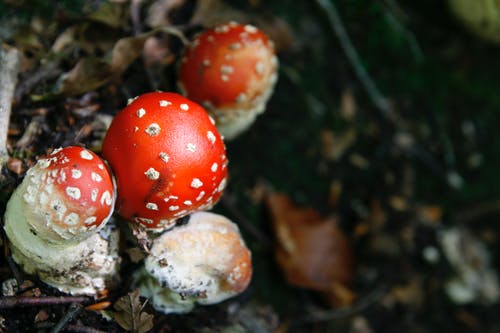 飞木耳蘑菇的特写镜头 · 免费素材图片