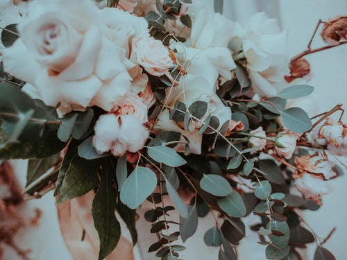 粉色和白色的花瓣花 · 免费素材图片