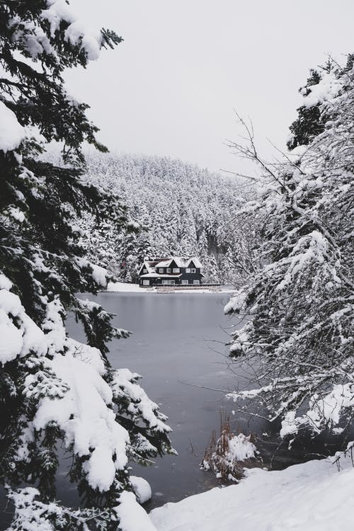 在白雪覆盖的树木之间的湖 · 免费素材图片