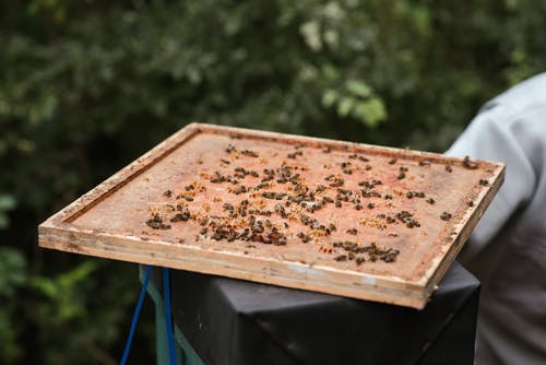 蜜蜂在蜂巢的木制蜂窝 · 免费素材图片