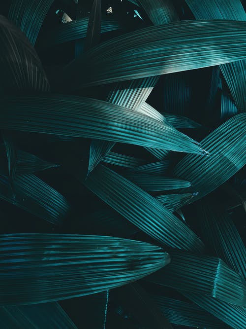 绿叶植物 · 免费素材图片