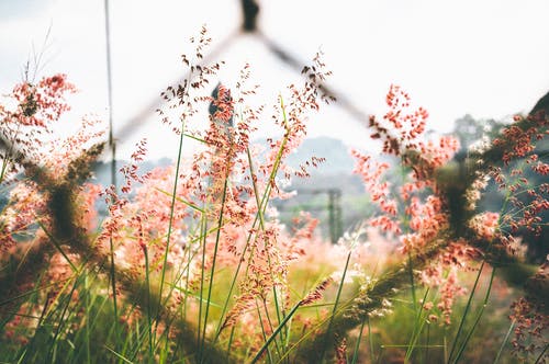 粉红色的花瓣的花外链链接围栏 · 免费素材图片