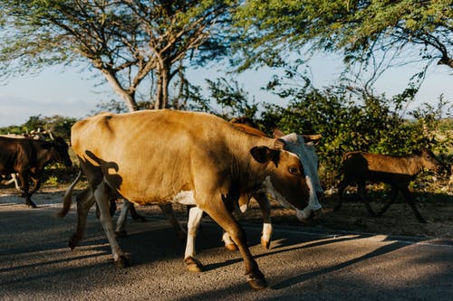 牛群走到农村牧场 · 免费素材图片