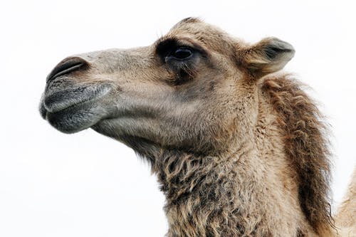 关闭了骆驼的照片 · 免费素材图片