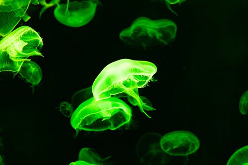 水中的绿色水母 · 免费素材图片